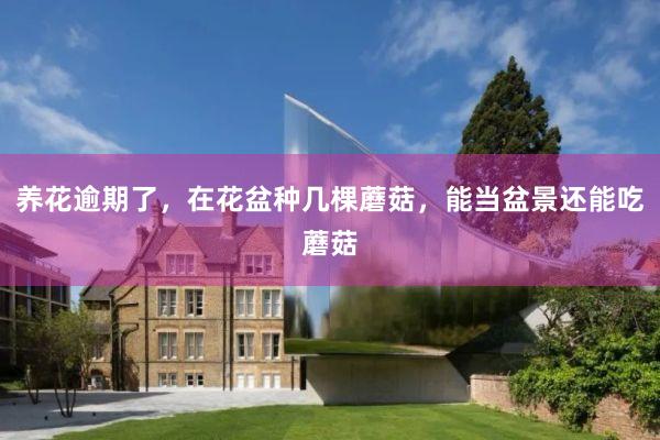养花逾期了，在花盆种几棵蘑菇，能当盆景还能吃蘑菇